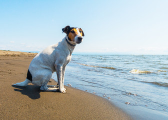 un fox terrier vicino al mare