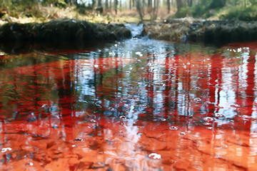 spring forest landscape seasonal / green background trees in the forest, fresh spring sunny landscape in nature, eco concept