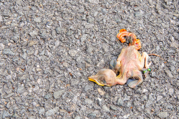Dead baby bird on the ground