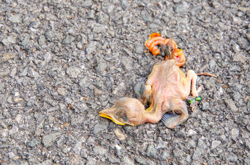 Dead baby bird on the ground