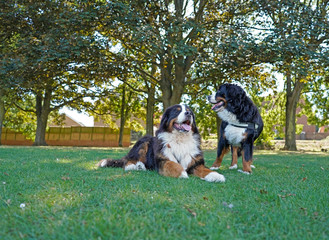 Two Bernese Mountain Dogs in the dog friendly park. One lying on the grass, one standing up, looking away from the camera. 
