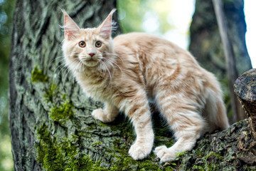 Naklejka na ściany i meble Funny big maine coon kitten sitting on a tree in forest, park on summer sunny day.
