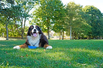 Bernese Mountain Dog lying on the green grass in the dog friendly park, looking at the camera. Blue water bowl in front of him