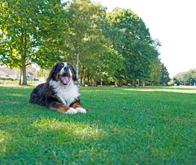 Naklejka na ściany i meble Bernese Mountain Dog lying on the green grass in the dog friendly park. Looking at the camera, panting. 