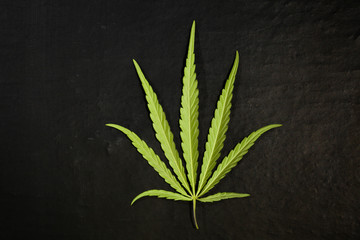 Green cannabis leaf on a dark background
