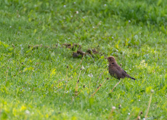 Bird on the grass. Bird portrait with green background