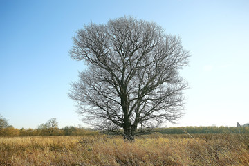 branches autumn top background / abstract seasonal sky background