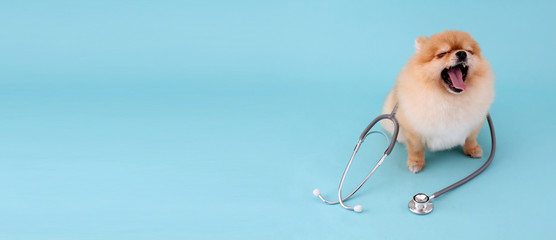 Cute little pomeranian dog with stethoscope as veterinarian on blue background.