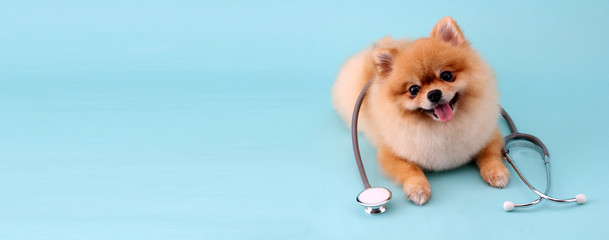 Cute little pomeranian dog with stethoscope as veterinarian on blue background.