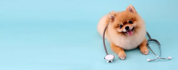 Poster Cute little pomeranian dog with stethoscope as veterinarian on blue background. © Justinboat29