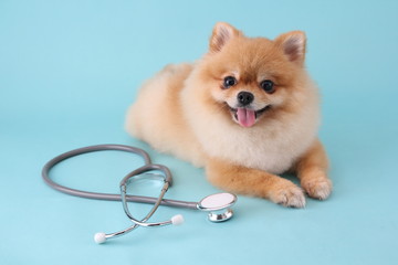 Cute little pomeranian dog with stethoscope as veterinarian on blue background.