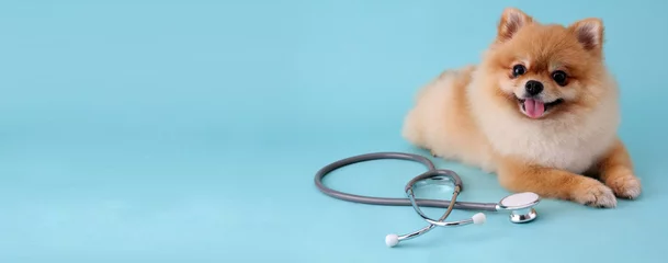 Abwaschbare Fototapete Tierärzte Netter kleiner pommerscher Hund mit Stethoskop als Tierarzt auf blauem Hintergrund.