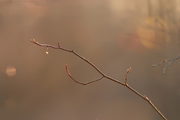 look up branches of autumn trees / abstract background, autumn landscape, yellow leaves on trees in the sky