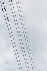 Cessna plane above power pylon lines on overcast day.