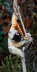 Crowned sifaka playing in its enclosure. Latin name - Propithecus coronatus