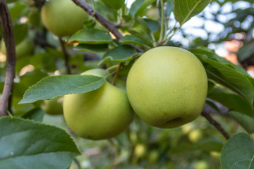 Delicious Apple Branch With Fruits