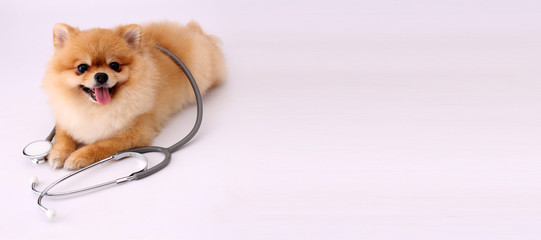 Cute little pomeranian dog with stethoscope as veterinarian on white background.