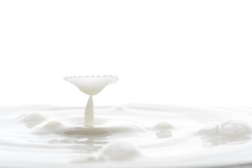 splash from falling drops of white milk on a white background