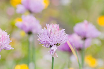 Detail of chives purple flowers