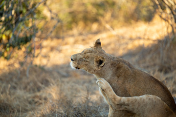 A large pride of lions starting to awake before a night of hunting in the bushveld of the greater kruger national park.
