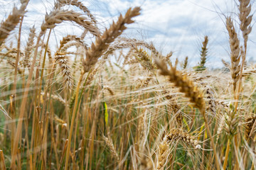 View to the natural wheat.