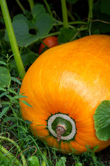 Pumpkin