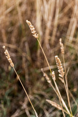 Cereal wheat bulbs dried in farmers paddock.