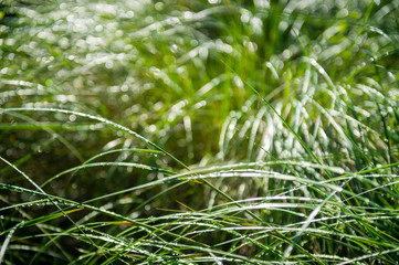 Scenic morning background of long blades of thin green grass laden with drops of dew shining in the sun
