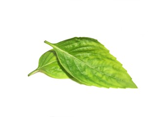 Fototapeta na wymiar Set Basil leaf White Background