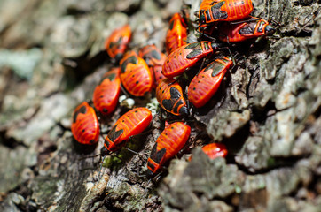 Red bugs (Pyrrhocoridae), cotton stainers