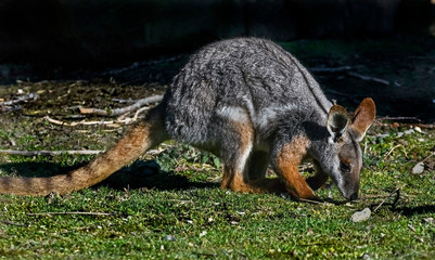 Naklejka na ściany i meble Yellow-footed rock wallaby. Latin name - Petrogale xanthopus