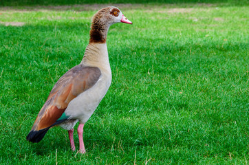 The Egyptian Goose (Alopochen aegyptiacus) is a member of the duck, goose, and swan family Anatidae.
