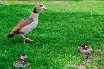 The Egyptian Goose (Alopochen aegyptiacus) is a member of the duck, goose, and swan family Anatidae.