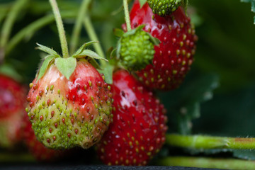 Frash bright strawberries in a summer garden. Shallow depth of field. Selective focus
