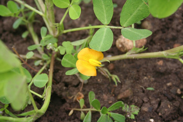 Flowering peanut plant with yellow flower. Peanut or groundnut  plant on summer. Arachis hypogaea