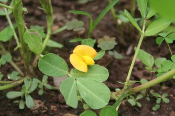 Fototapeten Tulpen Flowering peanut plant with yellow flower. Peanut or groundnut  plant on summer. Arachis hypogaea  © saratm