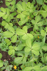 Flowering peanut plant with yellow flower. Peanut or groundnut  plant on summer. Arachis hypogaea