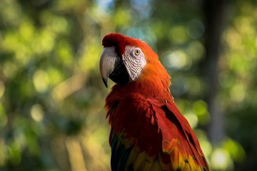 Arara no Parque em Foz do Iguaçu, Paraná, Brasil. Natureza. Mata Atlântica.