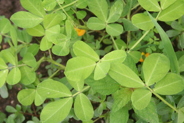 Flowering peanut plant with yellow flower. Peanut or groundnut  plant on summer. Arachis hypogaea