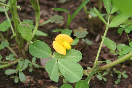 Flowering peanut plant with yellow flower. Peanut or groundnut  plant on summer. Arachis hypogaea