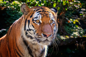 Siberian tiger