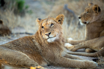 A large pride of lions starting to awake before a night of hunting in the bushveld of the greater kruger national park.