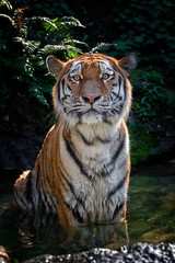 Siberian tiger