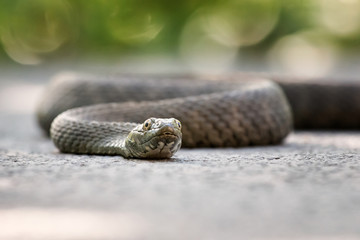 Grass snake
