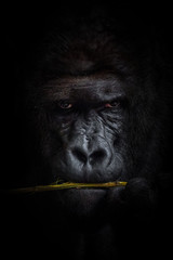 Obraz premium Gorilla black background