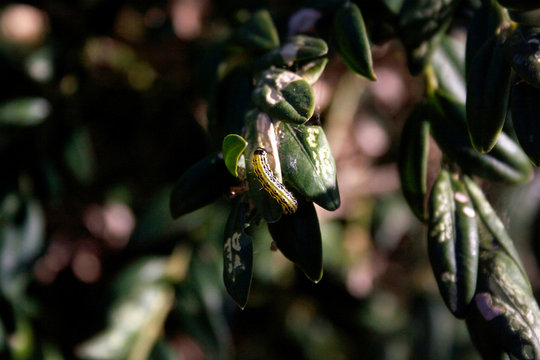 Box bush attacked by Cydalima perspectalis caterpillar. Cydalima perspectalis eating Boxus green leaves
