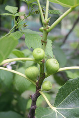Green figs growing on branch. Fig tree on summer. Ficus carica