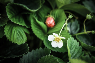 Frash bright strawberries in a summer garden. Shallow depth of field. Selective focus. Toned