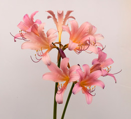 Naked Lady Lily on white background