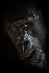 Gorilla black background